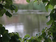 Blick auf den Sophienhofer Dorfteich