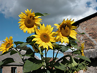 Sonnenblumen