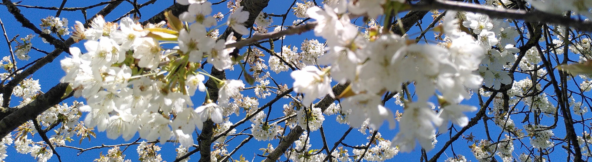 Yoyogihaus: Blüten