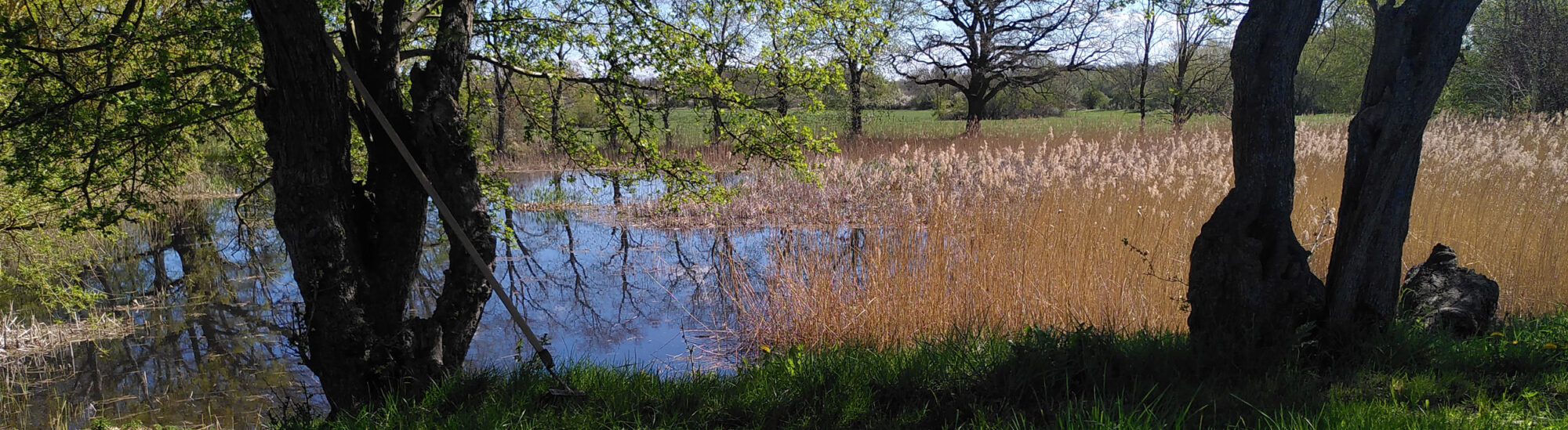 Yoyogihaus: Blick auf den Teich